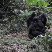  Gorillas (Rwanda)